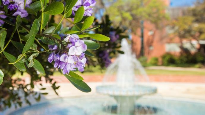 Purple mountain laurel blooms and leaves in front of the Murchison fountain