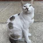 Photo of 猫联盟 cat named 圣人_2023