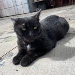 Photo of 猫联盟 cat named 泰迪_2023