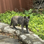 Photo of 猫联盟 cat named  Tortie_2023